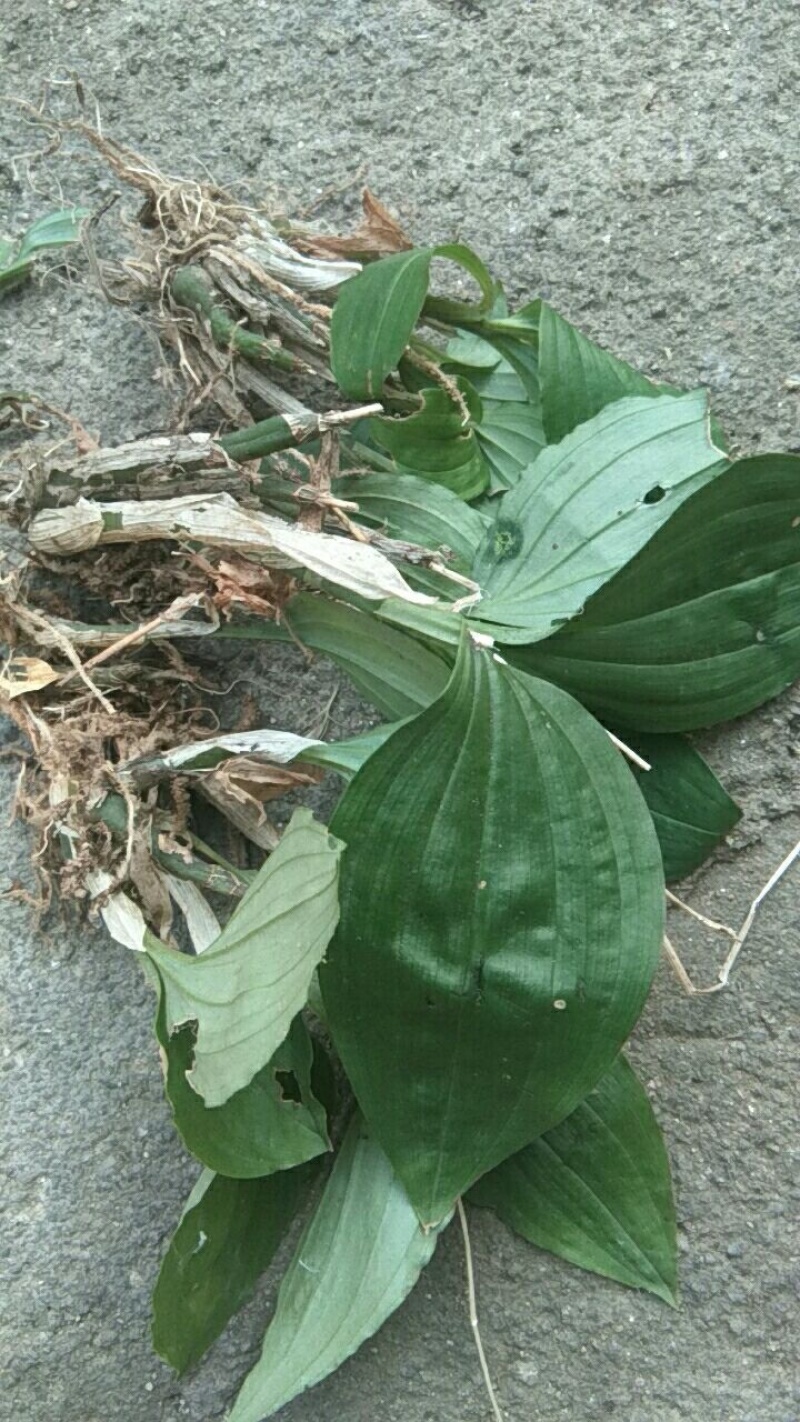 野生见血清