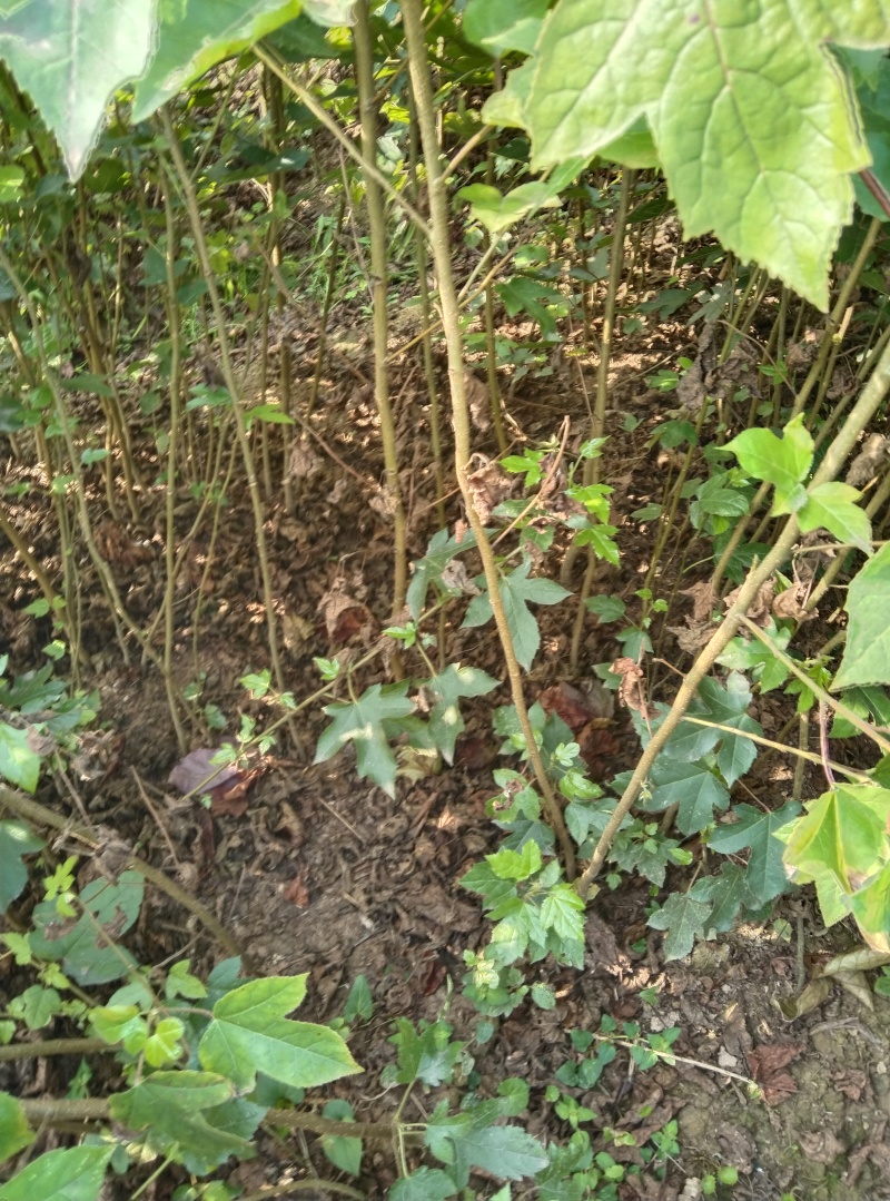 枫香苗