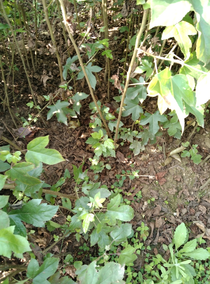 枫香苗