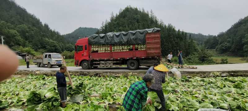 黄芯大白菜产地直供一手货源，只做精品欢迎来电咨询