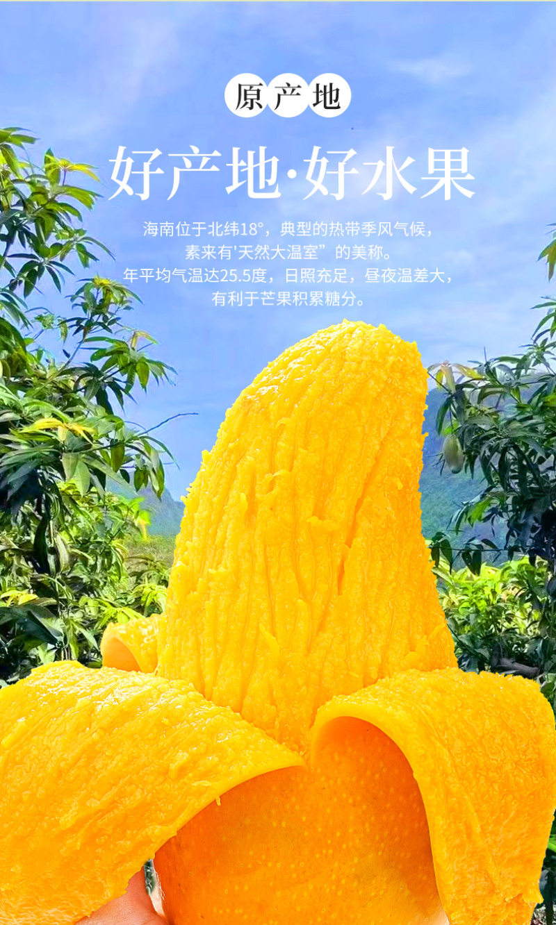 海南金煌芒一件代发新鲜当季水果水仙芒贵妃小台芒果包邮速发