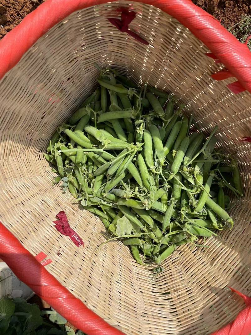 云南高山长寿豌豆