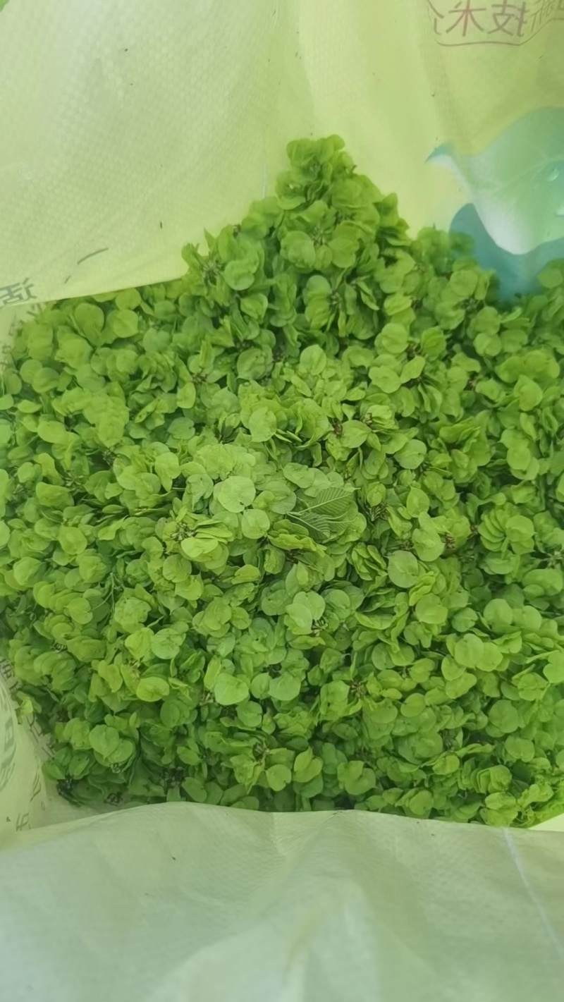 榆钱，新鲜的榆钱，现摘先发货，品质绝对有保障，价格便宜，