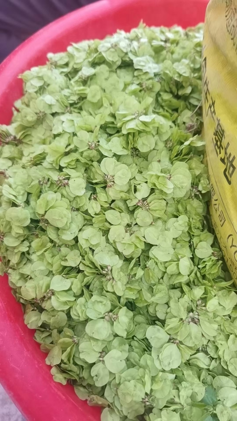 榆钱，新鲜的榆钱，现摘先发货，品质绝对有保障，价格便宜，