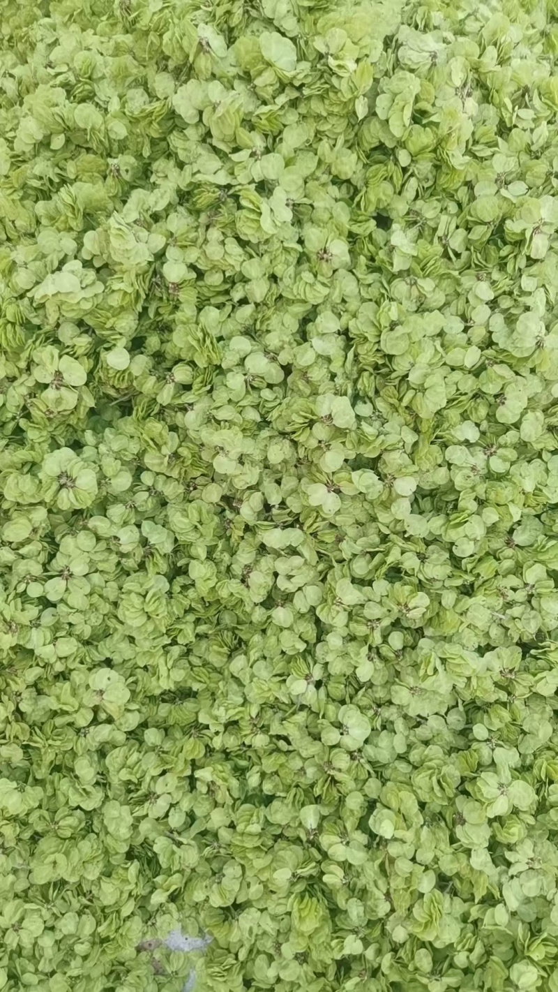 榆钱，新鲜的榆钱，现摘先发货，品质绝对有保障，价格便宜，