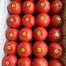 西红柿【精品新鲜西红柿】现大量上市中，全国量大从优