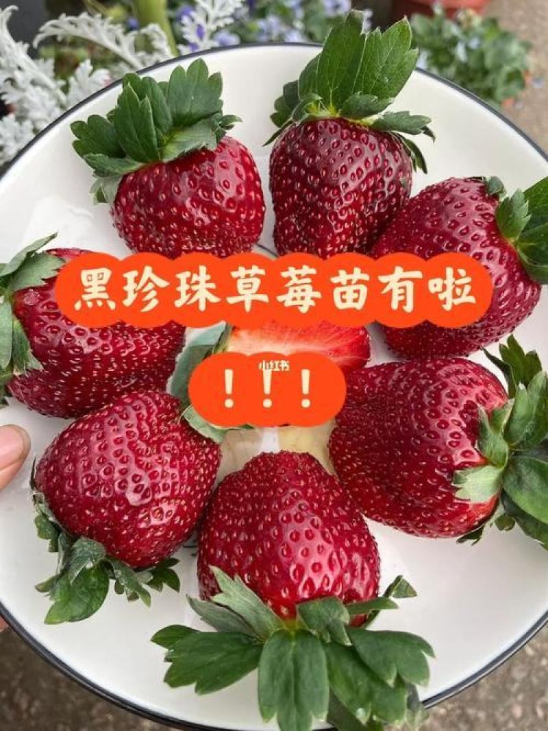 新品种妙香七号草莓苗价格提供技术指导签合同保品种