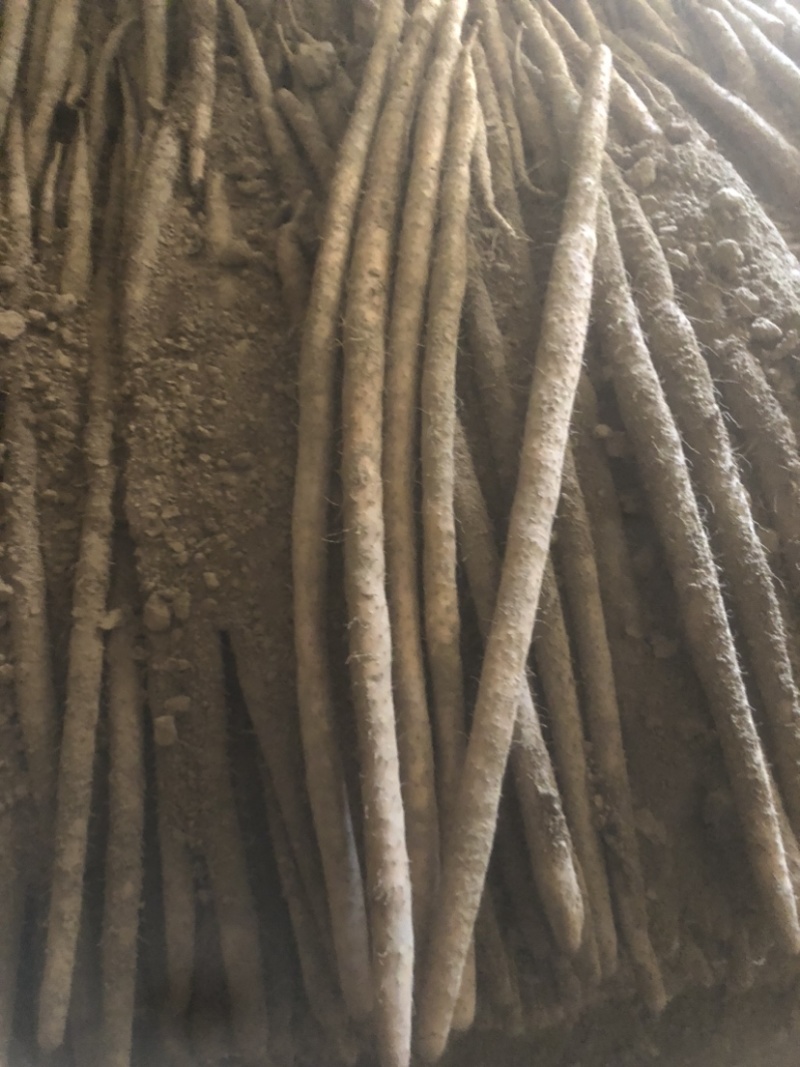 河南周口一级白玉山药大量有货，要的联系