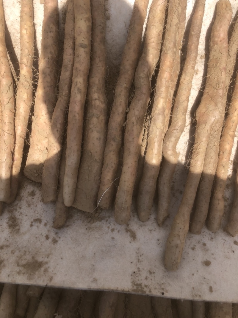 河南周口一级白玉山药大量有货，要的联系