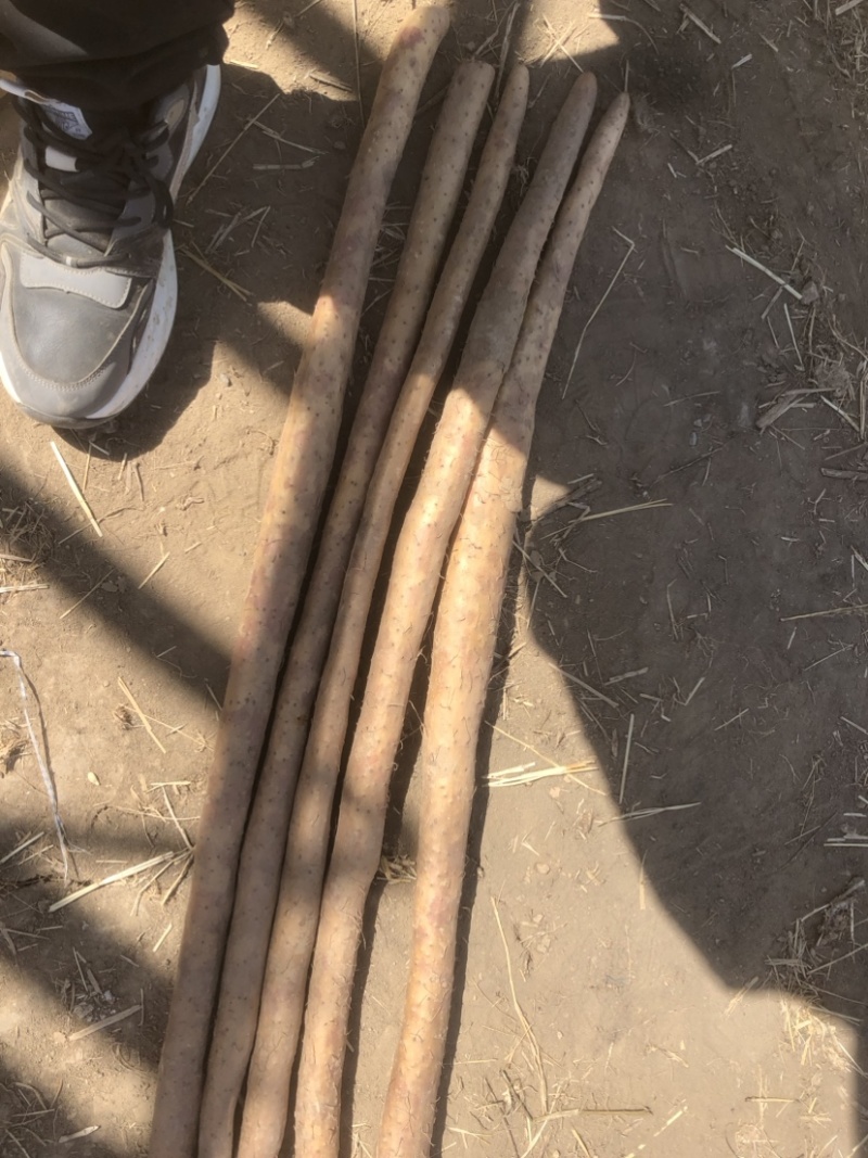 河南周口一级白玉山药大量有货，要的联系