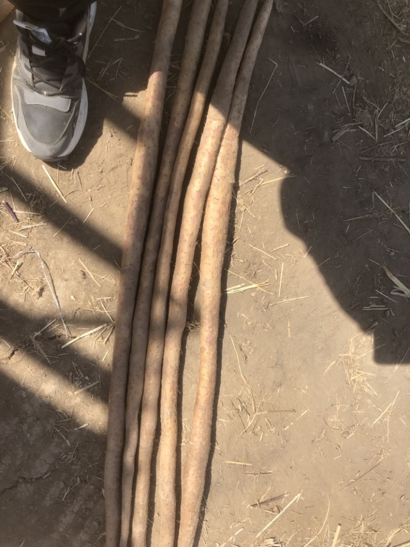河南周口一级白玉山药大量有货，要的联系