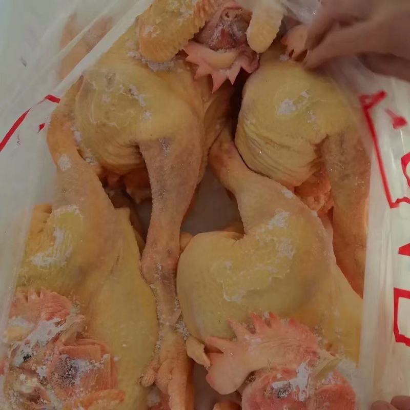 大冠公鸡