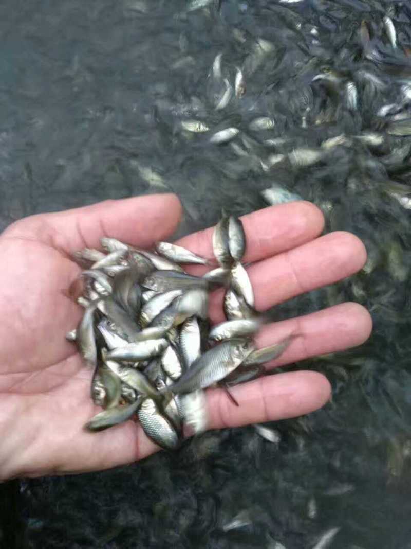 鲫鱼苗