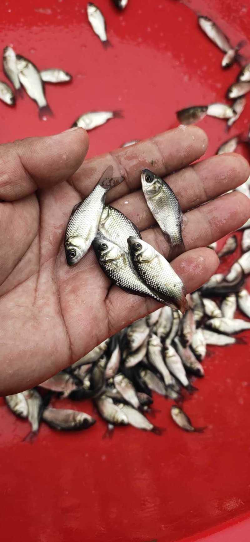鲫鱼苗