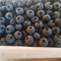 海阳蓝莓，大量现货
