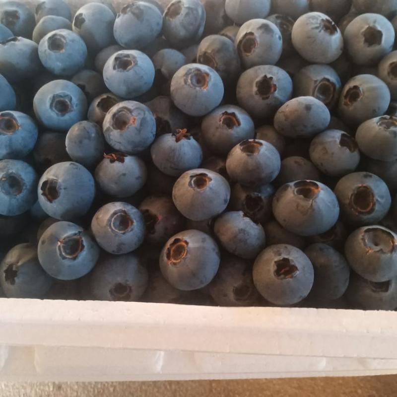 海阳蓝莓，大量现货