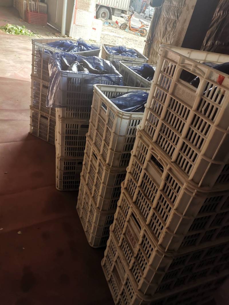 山东省潍坊市济杂长茄大量上市了，质量很好，价格实惠，合作