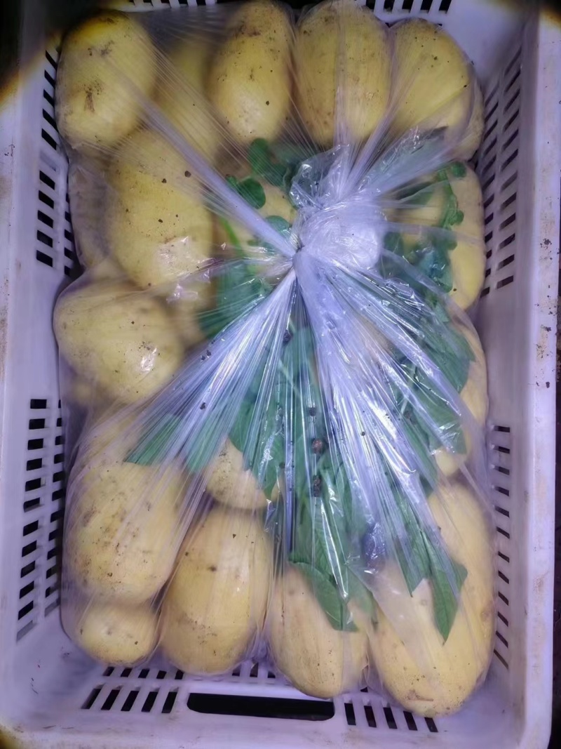 荷兰十五土豆新鲜土豆现挖现发一手货源可视频看货