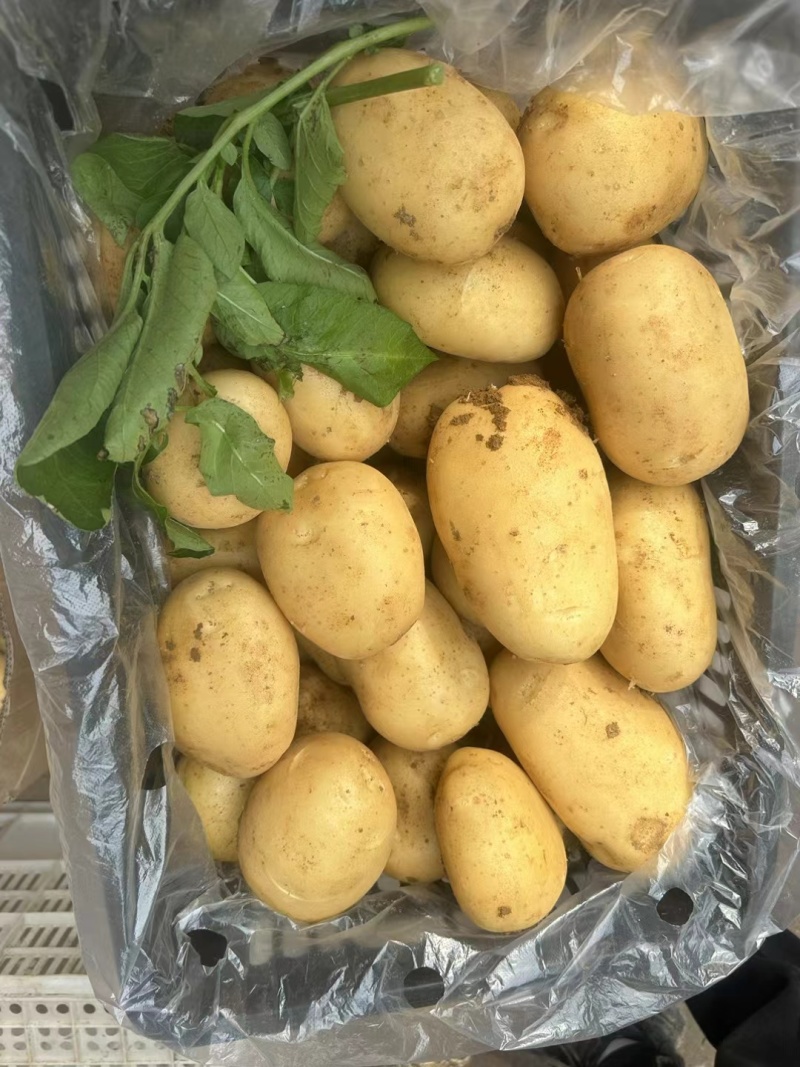 荷兰十五土豆新鲜土豆现挖现发一手货源可视频看货