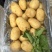 荷兰十五土豆新鲜土豆现挖现发一手货源可视频看货