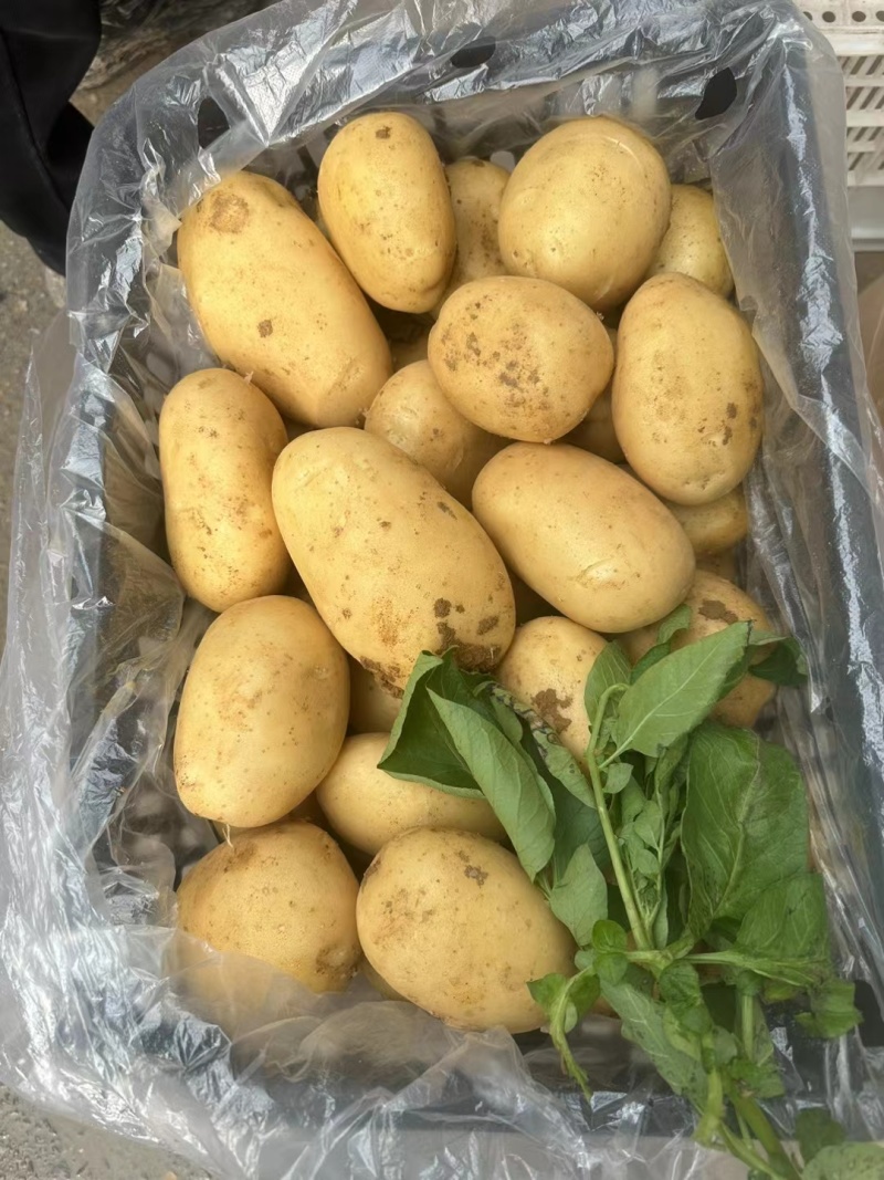 荷兰十五土豆新鲜土豆现挖现发一手货源可视频看货