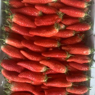 香蕉草莓苗，大香蕉草莓种苗，果大产量高，现货直销