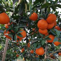 柑橘苗，明日见柑橘苗，晚熟柑橘新品种，基地培育，结果快