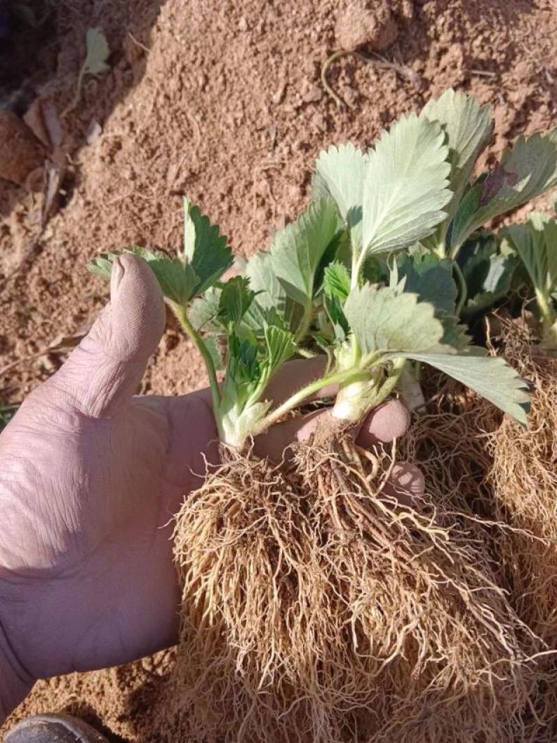 香蕉草莓苗，大香蕉草莓种苗，果大产量高，现货直销