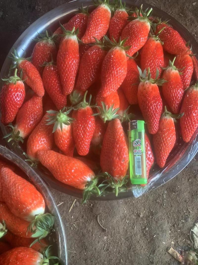 香蕉草莓苗，大香蕉草莓种苗，果大产量高，现货直销