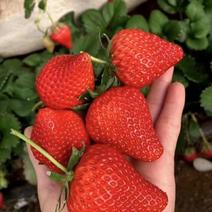红颜草莓苗，大叶红颜草莓苗，超级红颜，青杆红颜，品种齐全