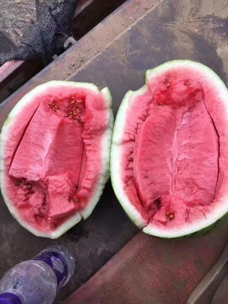 陕西汉中特大西瓜，15斤起大量有货，