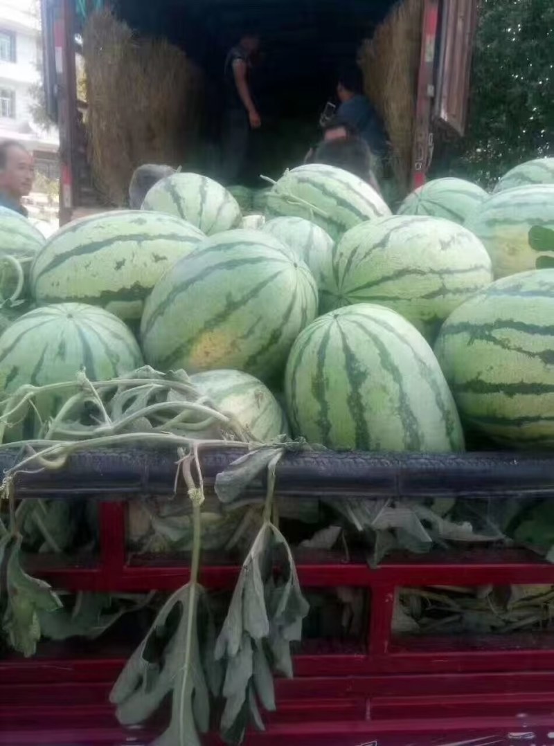陕西汉中特大西瓜，15斤起大量有货，
