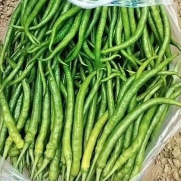 精品辣椒，菜辣，线辣，货量大，质量好