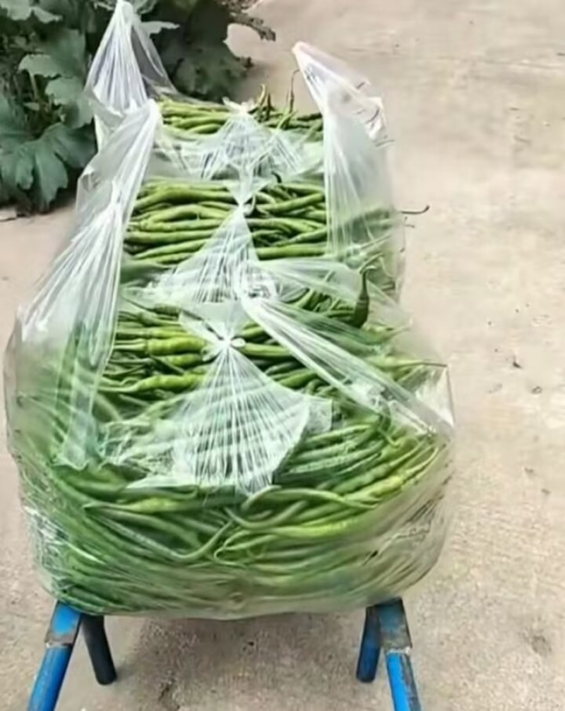 精品辣椒，菜辣，线辣，货量大，质量好
