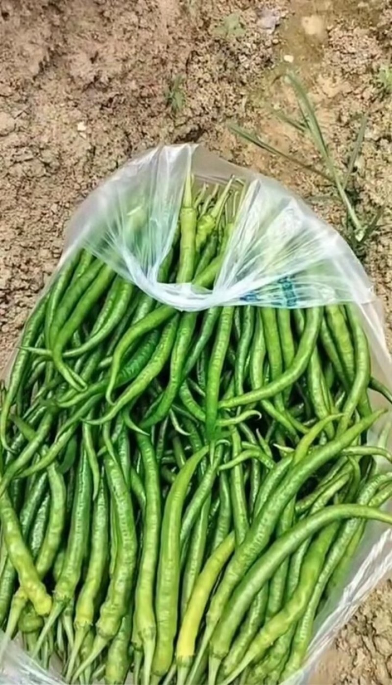 精品辣椒，菜辣，线辣，货量大，质量好