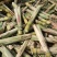 黄金皮甘蔗种苗发芽率高广西甘蔗诚信经营质量保证来电洽谈