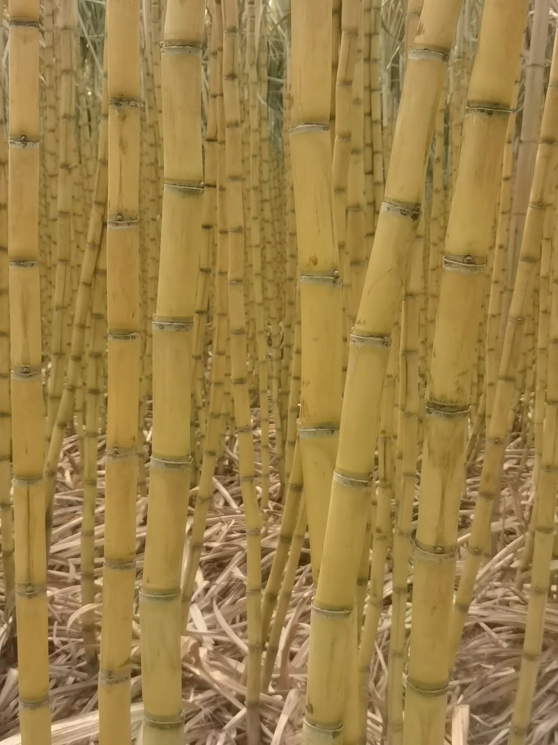 黄金皮甘蔗种苗发芽率高广西甘蔗诚信经营质量保证来电洽谈