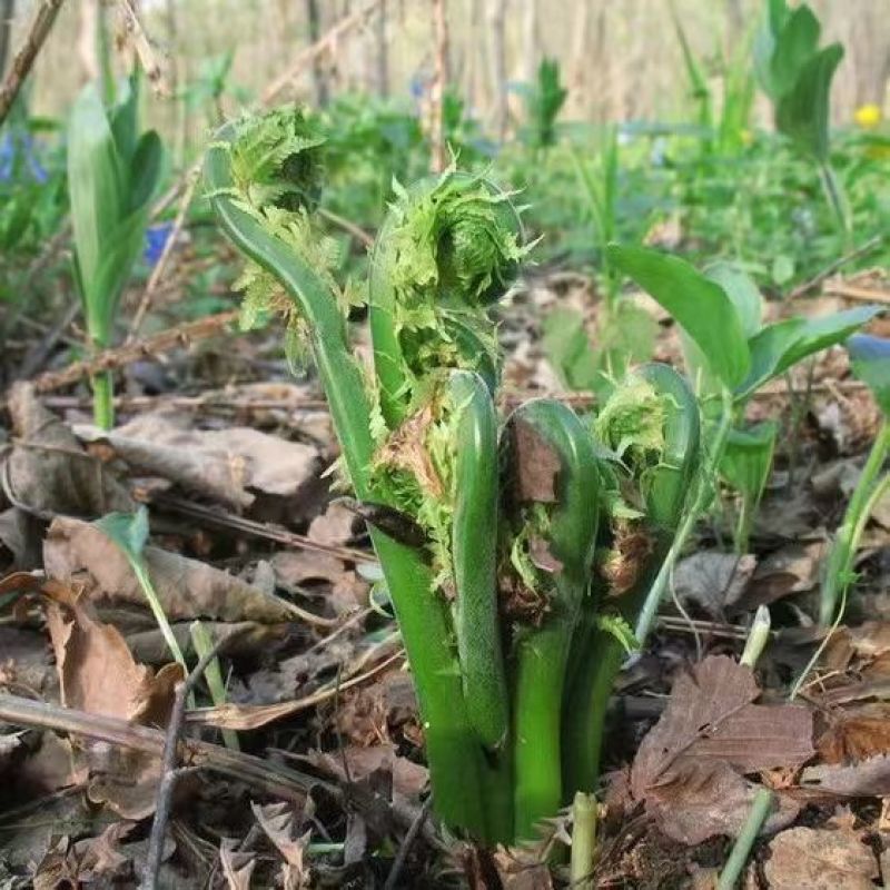 山野菜刺嫩芽。