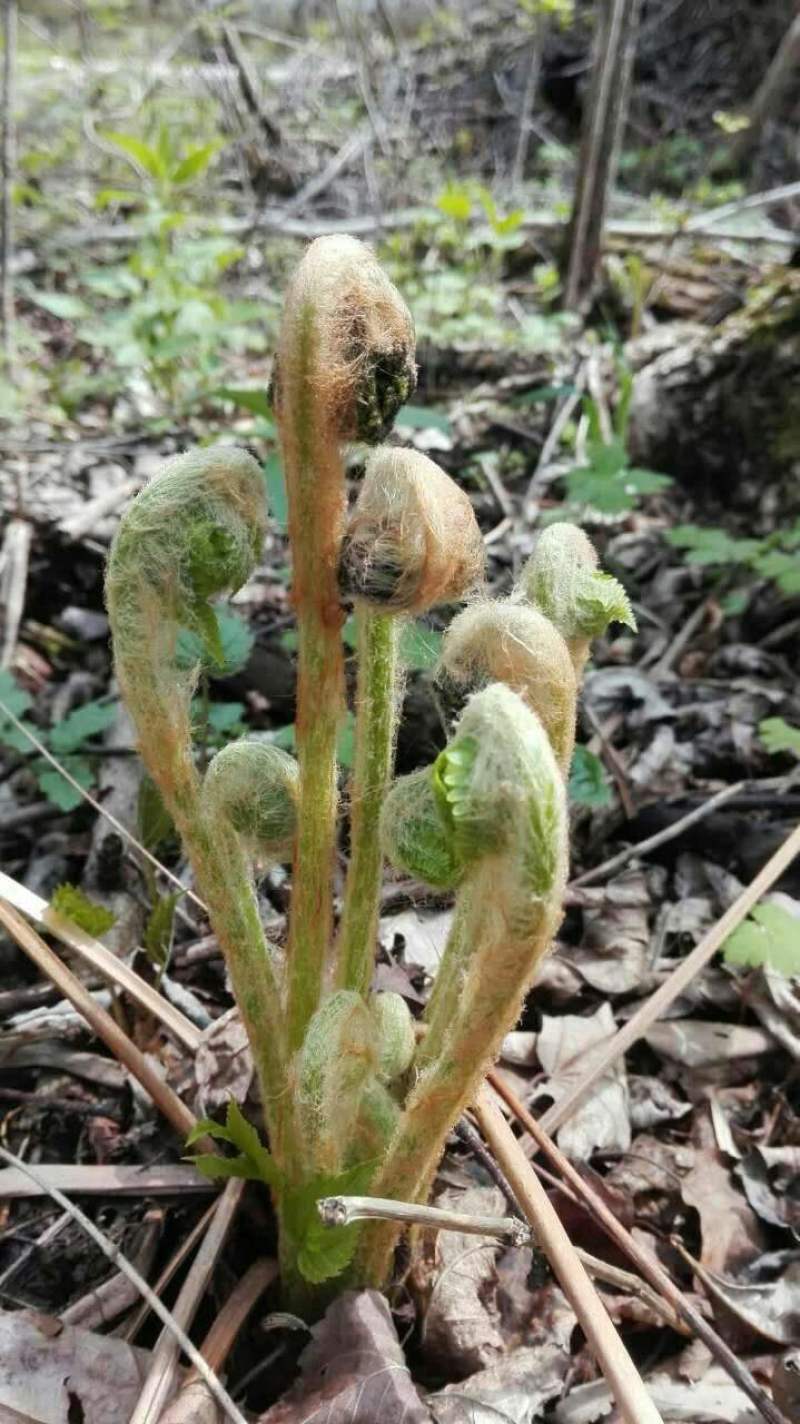 山野菜刺嫩芽。