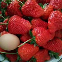 妙香七号草莓苗，天仙醉草莓苗，妙香三号草莓苗