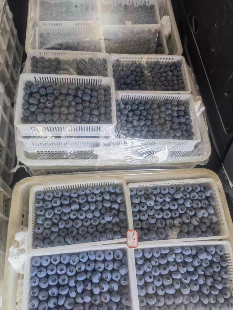 山东精品蓝莓，优瑞卡，f6，h5，l25，可对接电商超市