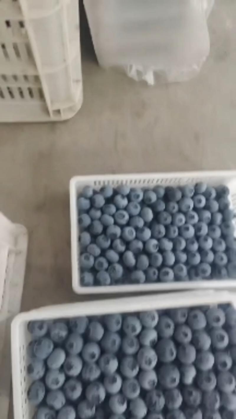 山东精品蓝莓，优瑞卡，f6，h5，l25，可对接电商超市