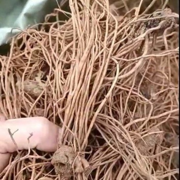 新鲜地胆头，不带叶