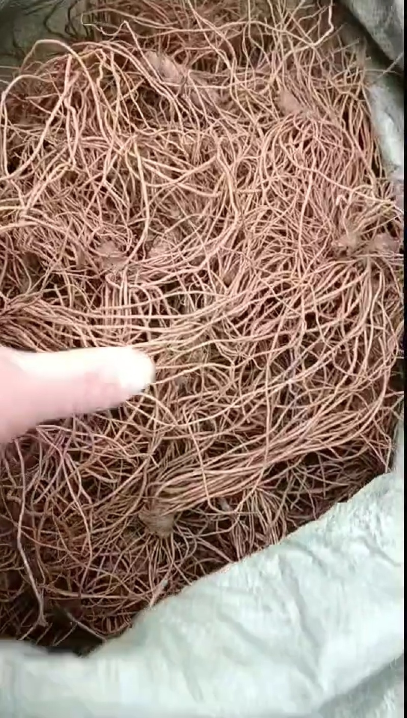 新鲜地胆头，不带叶