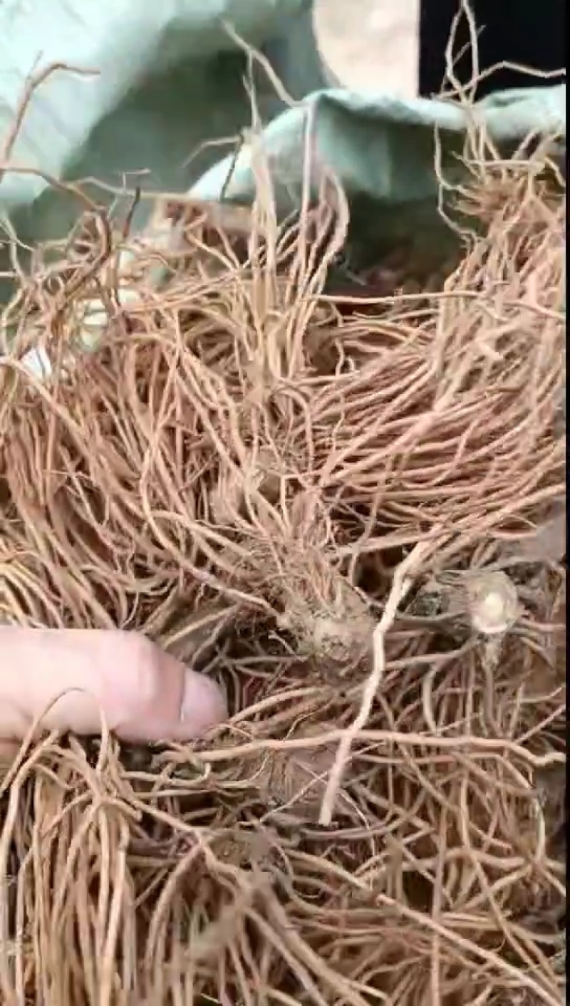 新鲜地胆头，不带叶