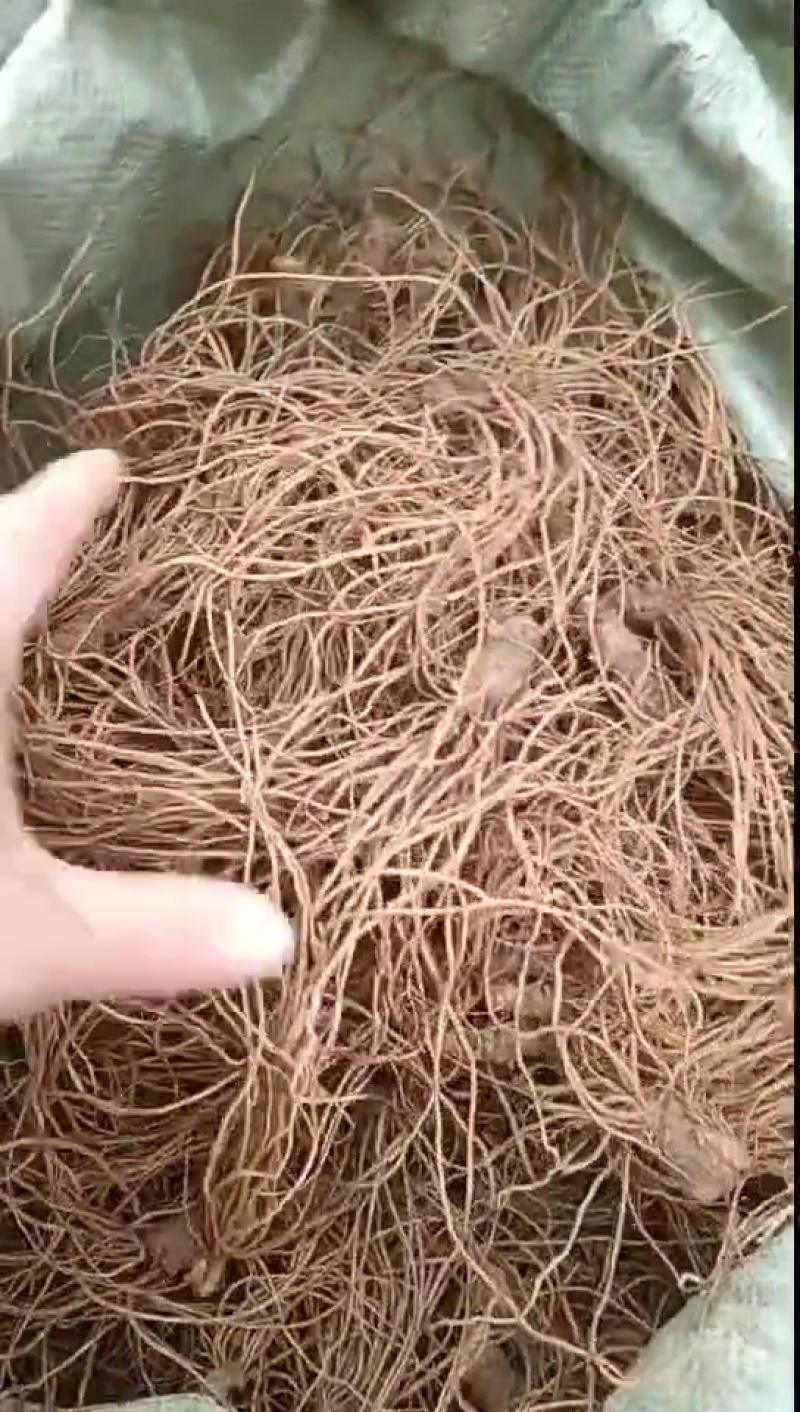 新鲜地胆头，不带叶