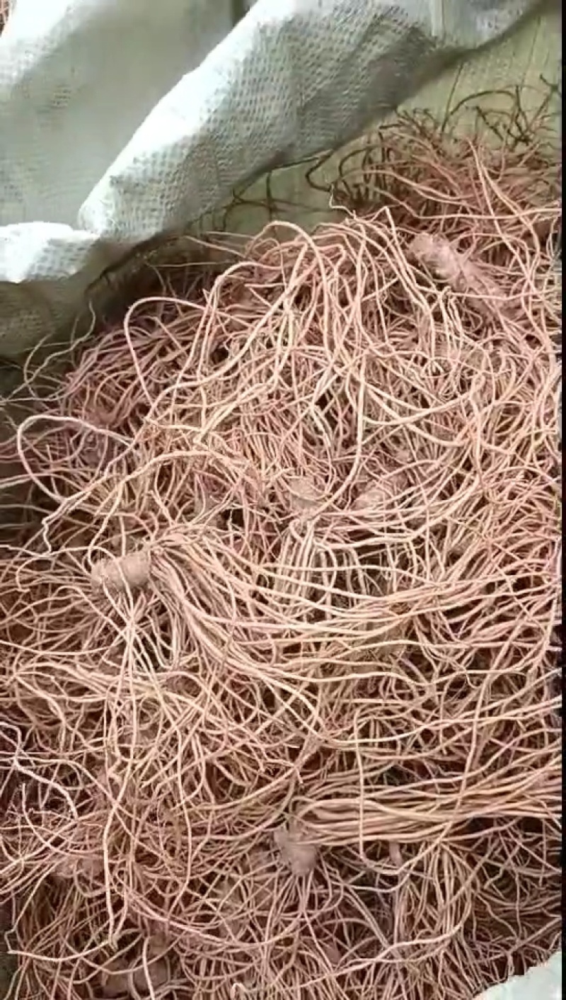 新鲜地胆头，不带叶