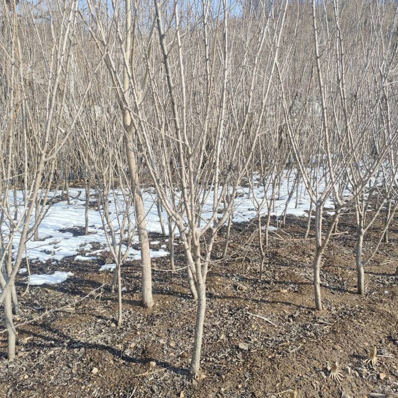吉盛李子树，也叫桃李子，东北特产，干核李子，四到五公分左