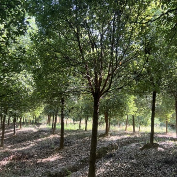 产地直发15公分香樟，价格优惠，苗木基地一手货源