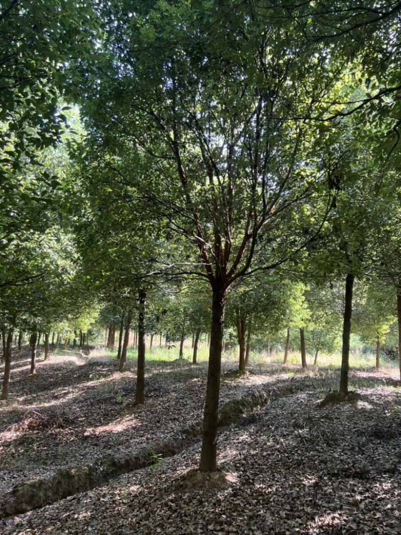 产地直发15公分香樟，价格优惠，苗木基地一手货源